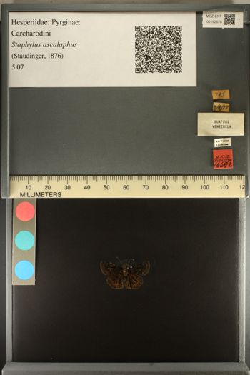Media type: image;   Entomology 192670